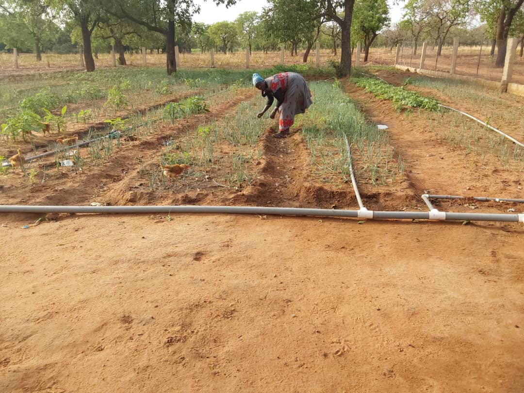 Empowering 500 New Shea Processors in Yunyoo